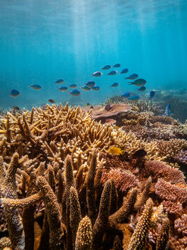 Fish and coral reef, Espiritu Santo, Vanuatu