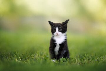 funny kitten sitting on grass with ears pointed back