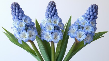 Fototapeta premium Three delicate light-blue flowers with white accents