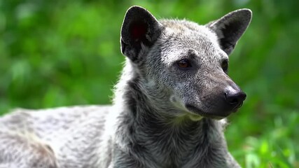 Close-up portrait of an attentive grey dog relaxing in a natural green environment with soft focus background