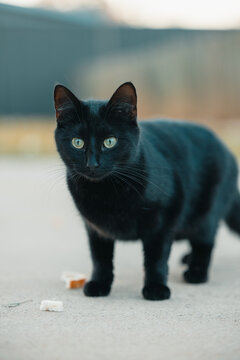 Black cat with green eyes standing in backyard looking away