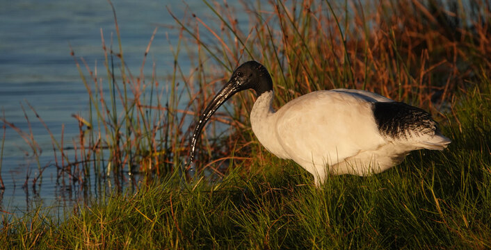 White Ibis