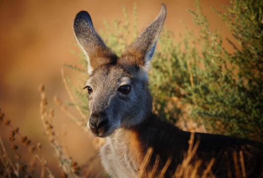 Common Wallaroo