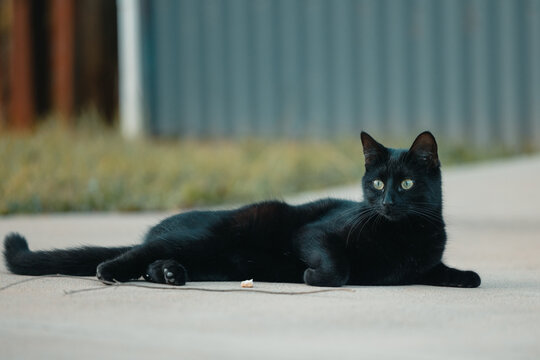 Black cat with vibrant green eyes sprawled out on concrete looking away