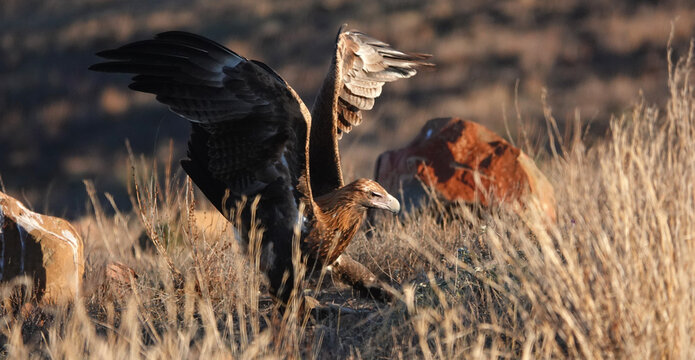 A Wedge-tailed Eagle feasts upon a kangaroo carcass