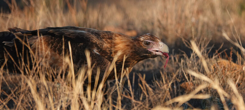 A Wedge-tailed Eagle feasts upon a kangaroo carcass