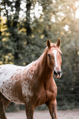 Obraz premium beautiful appaloosa chetsnut horse equine with pretty light