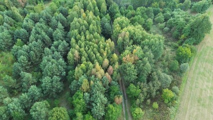 Peaceful forest with a narrow dirt road, sunlight filtering through the canopy, creating a tranquil...