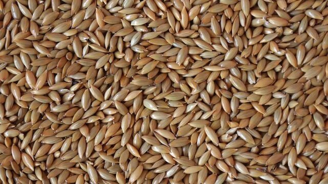 Canary grass seeds spinning in circular motion. Dry bird food rotation
