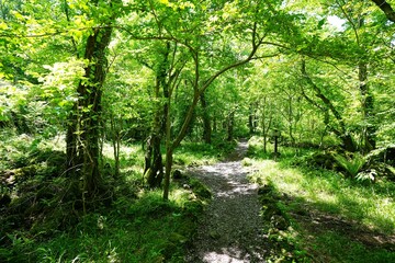 fresh green forest in the delightful sunlight