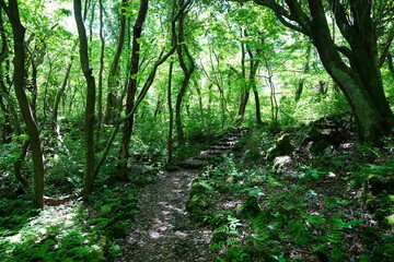 spring path through old wild forest