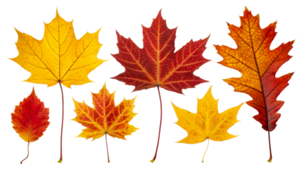 Colorful autumn leaves arranged with care