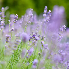 Naklejka premium A vibrant field of purple lavender flowers, with a soft focus on the background.