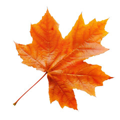 Isolated Transparent Orange Maple Leaf Detailed Close Up Macro with Light Leaks Effects