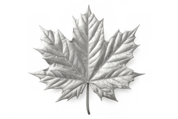 Silver maple leaf with detailed veins isolated on transparent background, perfect for nature-themed projects