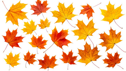 Fototapeta premium Colorful autumn leaves on transparent background