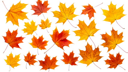 Colorful autumn leaves on transparent background