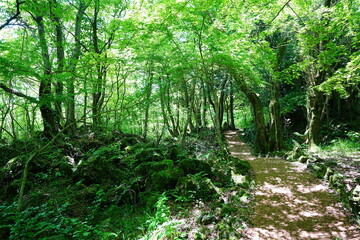 old spring path through mossy rocks and trees