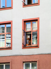 A pet dog in a building is poking its head out of the house. The concept of keeping pets in Europe has strict laws, which is different from the Asian zone where pets can be let loose.