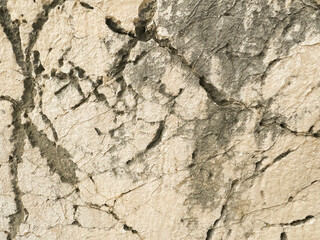 Rock surface displaying natural textures and patterns in a close-up view