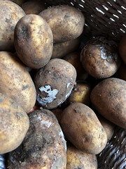Rotten and moldy raw potatoes in a basket, showing signs of decay and poor storage