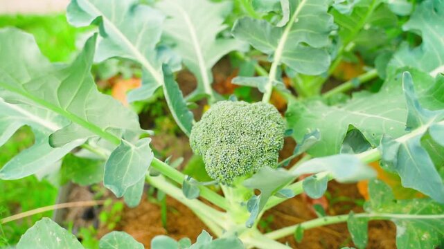 Broccoli growing in a vegetable garden, smooth camera movement close-up