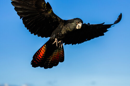 female red tailed black cockatoo bird flying through blue sky
