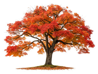 Bright red maple tree with autumn leaves displayed