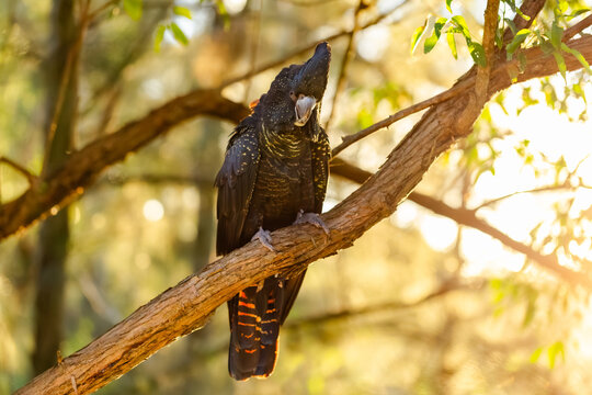 native Australian red tailed black cockatoo bird perched on tree branch backlit by sunset light