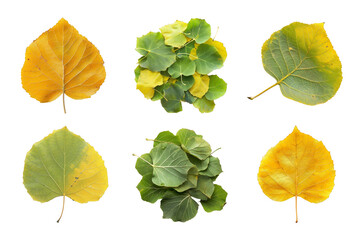Obraz premium Assorted Colorful Aspen Leaves Grouped on Transparent Background for Autumnal Designs