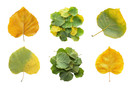 Assorted Colorful Aspen Leaves Grouped on Transparent Background for Autumnal Designs