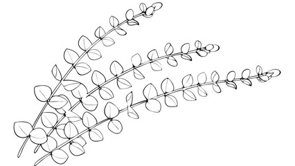 Three sprigs of eucalyptus with small round leaves in a simple black and white line drawing style art