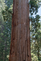 General Grant Grove, Kings Canyon National Park, he western slopes of the Sierra Nevada mountain range of California. Sequoiadendron giganteum (giant sequoia, giant redwood, Sierra redwood 