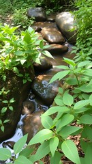 Obraz premium Green leafy plants and foliage in natural garden setting