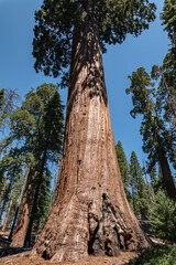 General Grant Grove, Kings Canyon National Park, he western slopes of the Sierra Nevada mountain range of California. Sequoiadendron giganteum (giant sequoia, giant redwood, Sierra redwood 