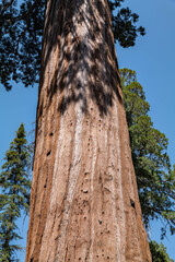 General Grant Grove, Kings Canyon National Park, he western slopes of the Sierra Nevada mountain range of California. Sequoiadendron giganteum (giant sequoia, giant redwood, Sierra redwood 