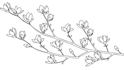 Illustration of two branches bearing many closed magnolia flowers in a detailed line drawing style