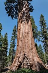 General Grant Grove, Kings Canyon National Park, he western slopes of the Sierra Nevada mountain range of California. Sequoiadendron giganteum (giant sequoia, giant redwood, Sierra redwood 