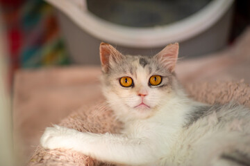 cute close up photo of persian cat with funny expression and big eyes. High quality photo