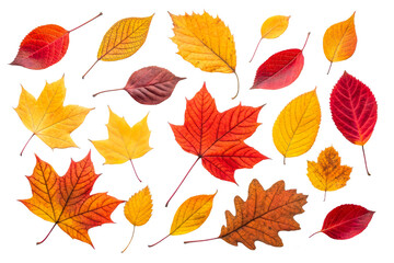 Colorful autumn leaves on clear background
