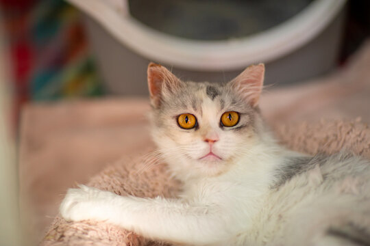 cute close up photo of persian cat with funny expression and big eyes. High quality photo
