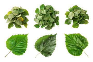 Overhead View Green Linden Leaves on Transparent Background Decorative Naturalism