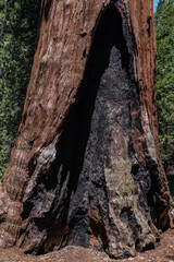 General Grant Grove, Kings Canyon National Park, he western slopes of the Sierra Nevada mountain range of California. Sequoiadendron giganteum (giant sequoia, giant redwood, Sierra redwood 