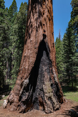 General Grant Grove, Kings Canyon National Park, The western slopes of the Sierra Nevada mountain range of California. Sequoiadendron giganteum (giant sequoia, giant redwood, Sierra redwood 