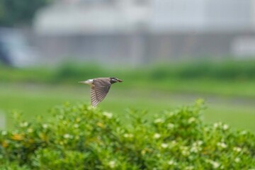 グリーンバックに餌を咥えて飛ぶ繁殖期のムクドリ