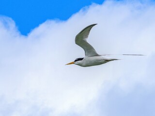 青空バックに餌を探して悠然と飛ぶ繁殖期のコアジサシ