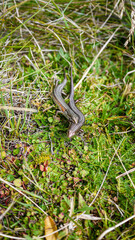 lizzards in the grass