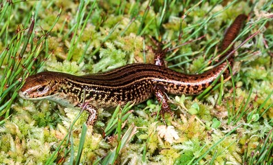 lizard on moss