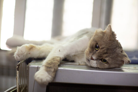 cute close up photo of persian cat with funny expression and big eyes. High quality photo