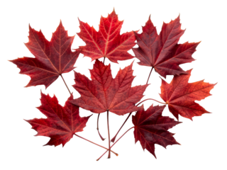 Red maple leaves on clear background